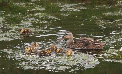 [All the ducklings swim in front of Mom with six off to her left and one a bit further out off to her right.]